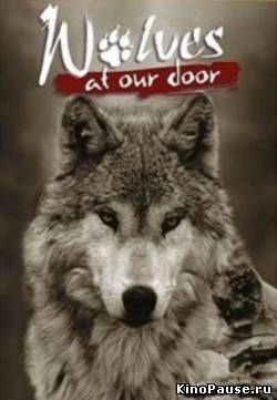 Discovery: Волки / Discovery: Wolves At Our Door (1999)